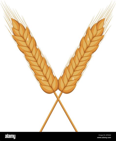 Icono De Oreja De Trigo La Agricultura De Cereales Y El Tema Natural