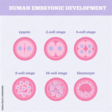 Human Embryonic Development Medical Vector Illustration Fertilized Egg