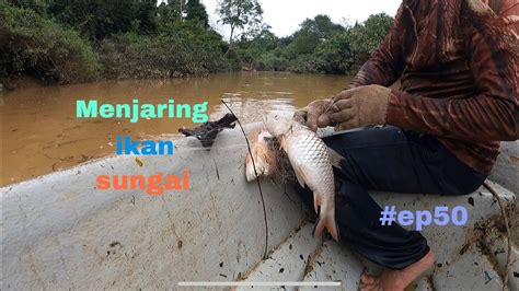 Menjaring Ikan Sungai Ep50 Youtube