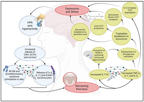 Molecules Free Full Text Relationship Between Immune Cells