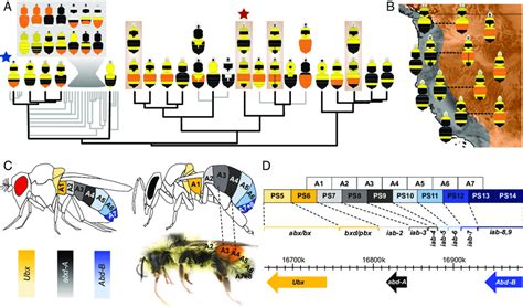 An evolutionary framework for color pattern evolution in bumble bees ...