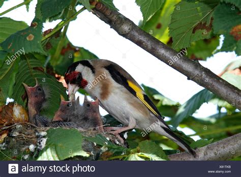 Goldfinch Nest Stock Photos & Goldfinch Nest Stock Images - Alamy