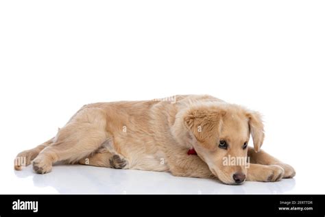 side view of cute little labrador retriever dog wearing red bowtie, laying down and looking to ...