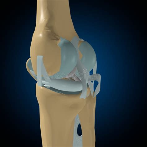 Menselijke Botten Gewrichten En Ligamenten Anatomie Voor Medisch Begrip