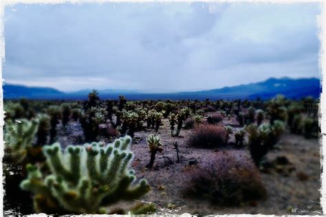 Cholla Garden Joshua Tree Nat Park O Ken Belt Flickr