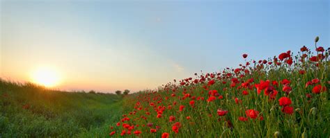 Red Poppy field (Photo credit to Laurentiu Iordache) [5120 x 2160] : r ...