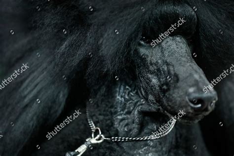 Siba Standard Poodle Poses Photographs After Editorial Stock Photo ...