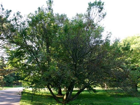 American Hornbeam The Morton Arboretum