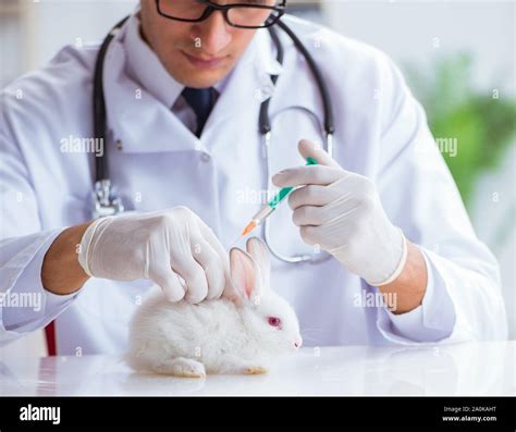 The Vet Doctor Examining Rabbit In Pet Hospital Stock Photo Alamy