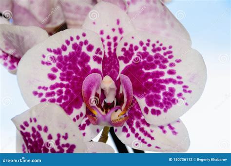 The Beauty of a White and Purple Orchid in Full Bloom. Phalaenopsis ...