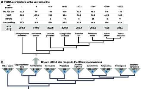 Variation In Plastid Genome Size Across The Volvocine Line A And