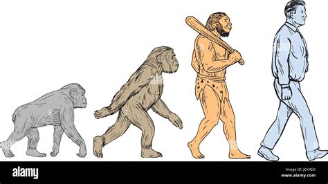 Drawing Sketch Style Illustration Showing Human Evolution From Primate