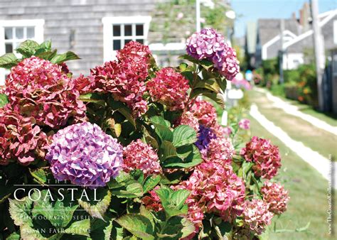 Hydrangeas Of Sconset Nantucket