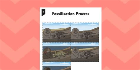 Fossilization Process Cards Fossilization Process Cards