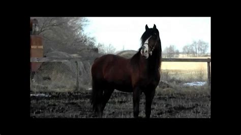 Halcyonia Feature Presentation Welsh Cob Section D Stallion Youtube