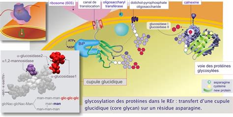 Crédits 8 Acheminement Des Protéines à Travers Le Réticulum