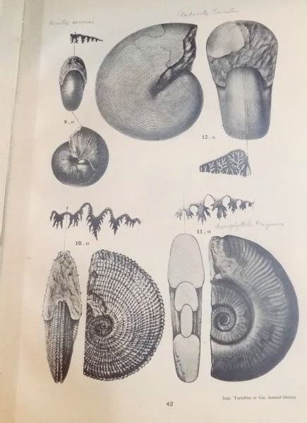 Fossiles Caracteristiques Par Lt Colonel Lamouche