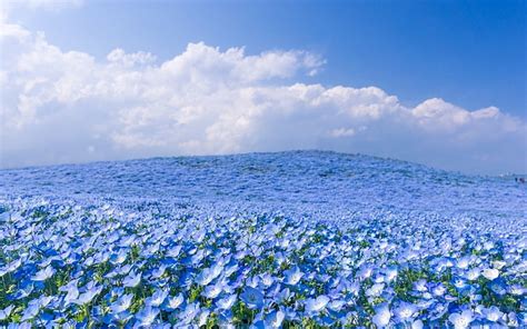 Flores Flor Flor Azul Nube Campo Naturaleza Cielo Fondo De