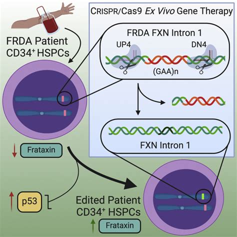 Crispr Cas9 Gene Editing Of Hematopoietic Stem Cells From Patients With Friedreichs Ataxia