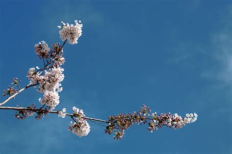 Japanischer Kirschbaum B Ume Kostenloses Foto Auf Pixabay Pixabay