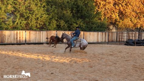 Cutting Horses: The First Year - HORSEPro.tv