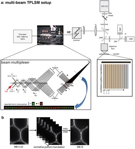 Principle Of Multi Beam Striped Illumination Two Photon Laser Scanning