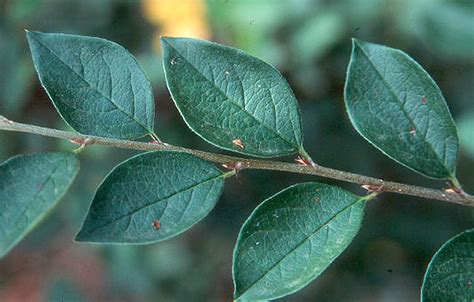 Cotoneaster lucidus | Landscape Plants | Oregon State University