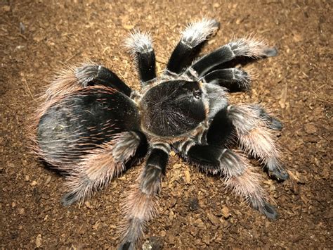 Brachypelma Klaasi Arachnoboards