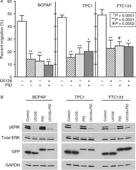 Figure From Braf Activates And Physically Interacts With Pak To