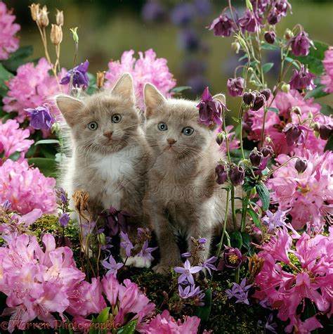 Kittens Among Flowers Photo Wp15865