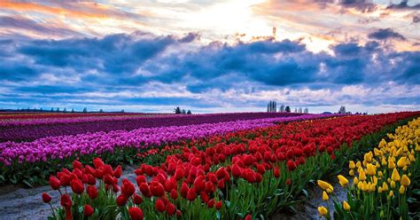 Where to see tulips around Skagit Valley this spring | The Seattle Times