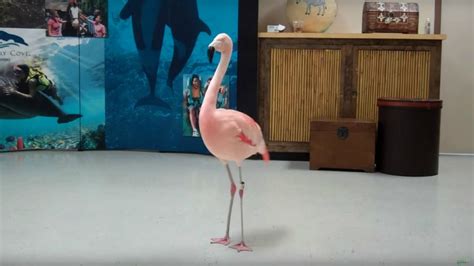 Man Accused In Pinky The Dancing Flamingos Death Killed