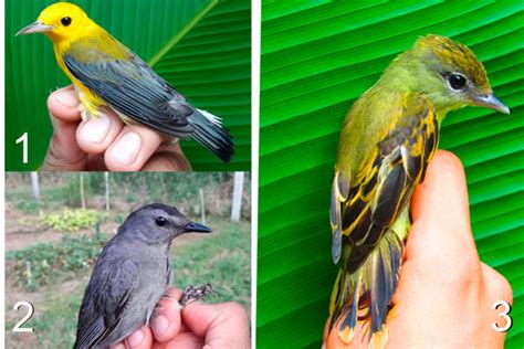 Aves Archivos Ip Nicaragua