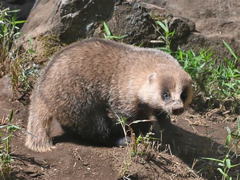 Meles anakuma / Japanese badger in zoos