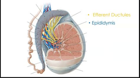 Scrotal Anatomy Part 1 Youtube