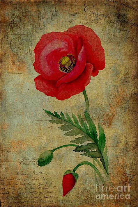 Coquelicot Painting by John Edwards - Fine Art America