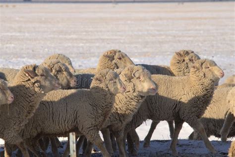 Yearling Sheep Run Along Fenceline Stock Image Image Of Nopeople