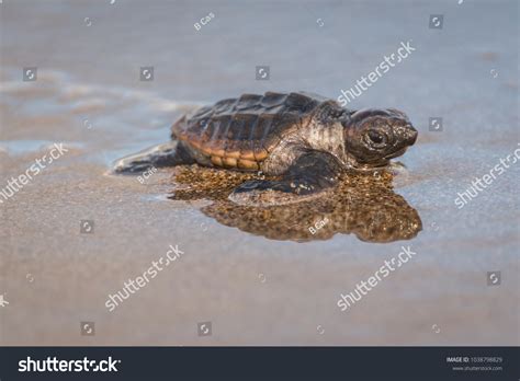 Baby Loggerhead Turtle Heads Sea First Stock Photo 1038798829