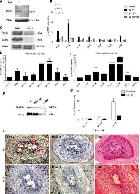 The Cellular Gene C Fos Inducible By E2 Is A Component Of The Ap1