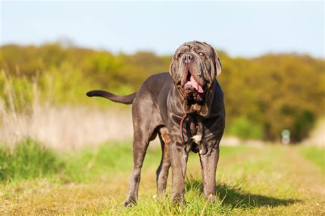 Grosso Ma Buono Le Caratteristiche Del Mastino Napoletano