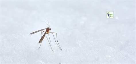 The Dengue outbreak in India hits children the worst 2021