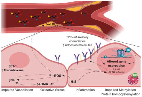 IJMS Free Full Text The Contribution Of Homocysteine Metabolism