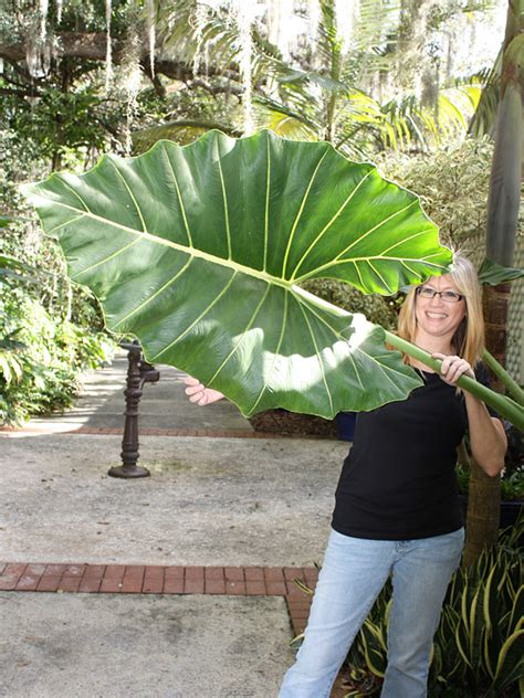 Lg Tahitian Arrow Elephant Ear Plant Alocasia Sarian Urban Tropicals