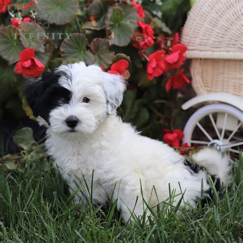 Gail Shorkie Poo • Poodle Mix Shorkie • Infinity Pups