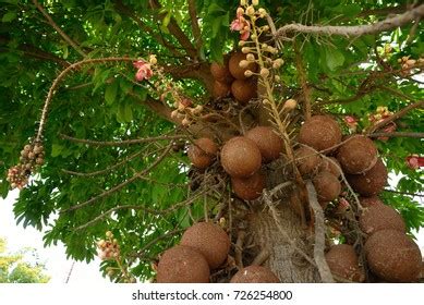 Cannonball Tree Sal Couroupita Guianensis Shorea Stock Photo