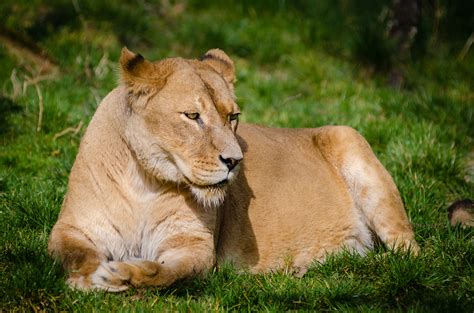 Free Images Adventure Wildlife Zoo Fur Portrait Feline Mane