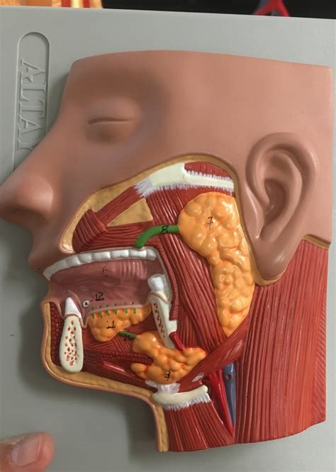 Salivary Glands Diagram Diagram Quizlet