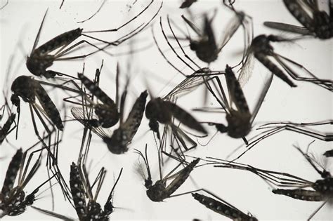 Brazilian Researchers Join With Us In Hunt For Zika Vaccine Wsj