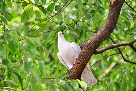 Qu Significa Que Te Visite Una Paloma Blanca Significados Earth