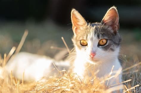 Lindo Gato Jugando En El Parque En D A Lluvioso Foto Premium